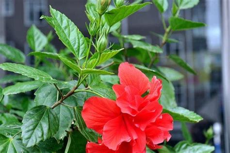 扶桑花葉子|扶桑花這樣養，「綠油油」的葉子，「紅火火」的花